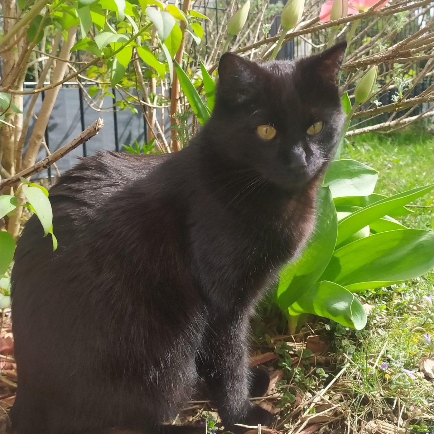 Louis - Sieglinde Loibichler