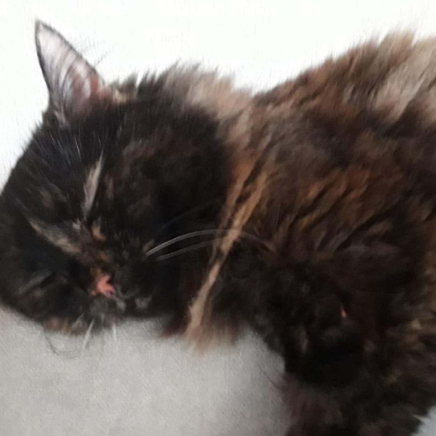 Kundenmeinung susanne h wien