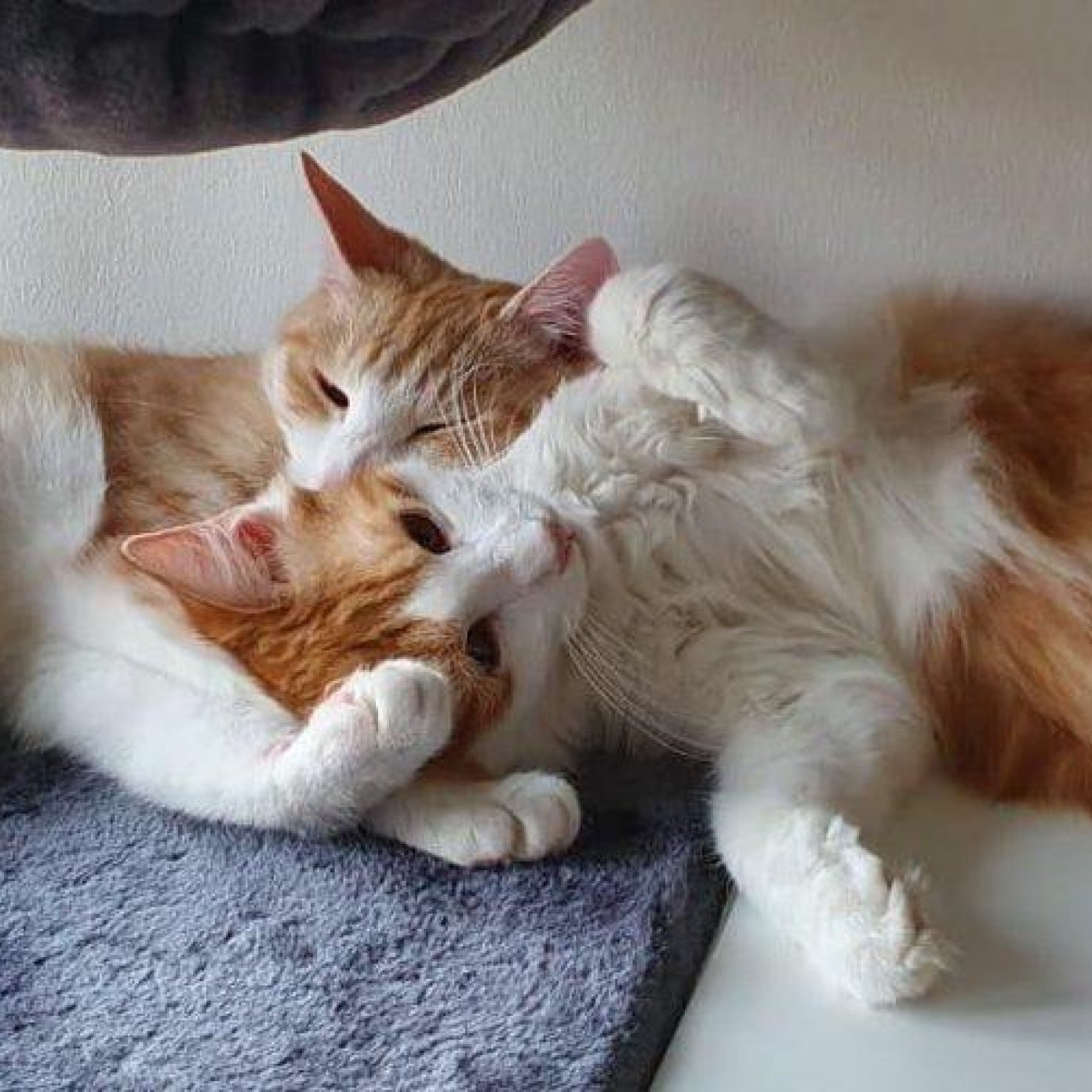 Kundenmeinung philipp c