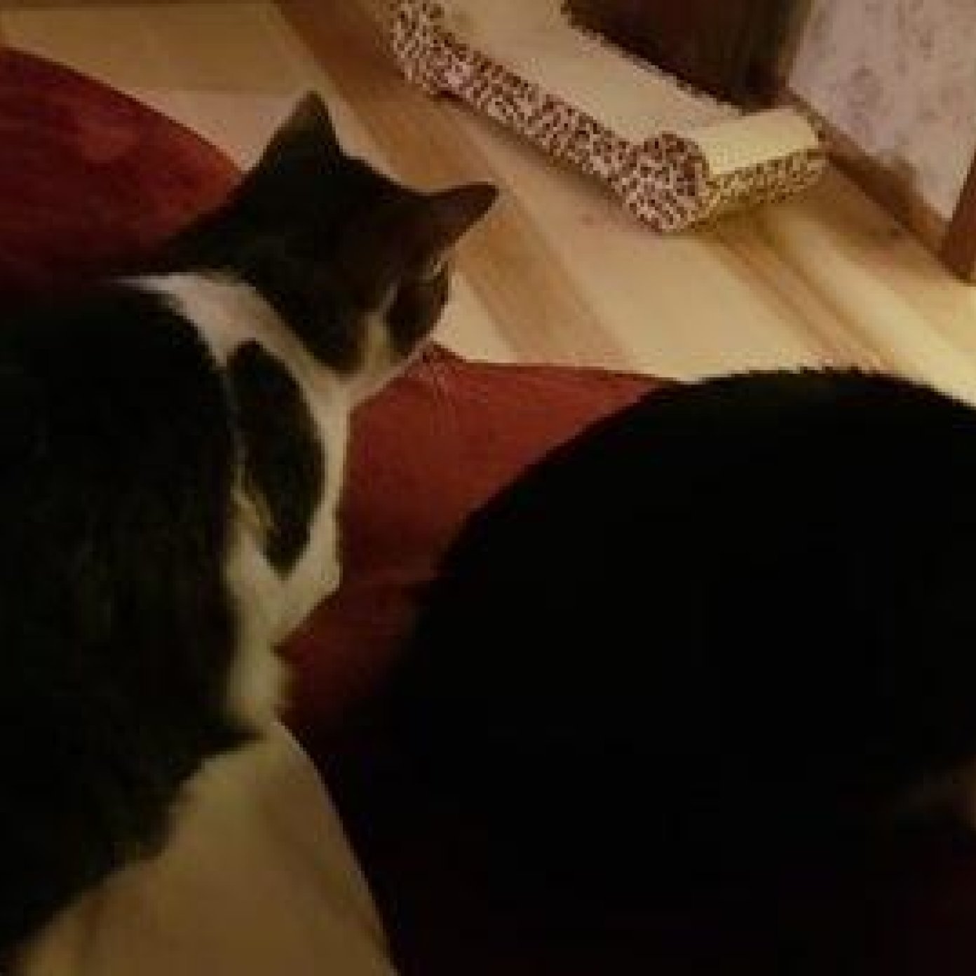 Kundenmeinung marion m wien mail