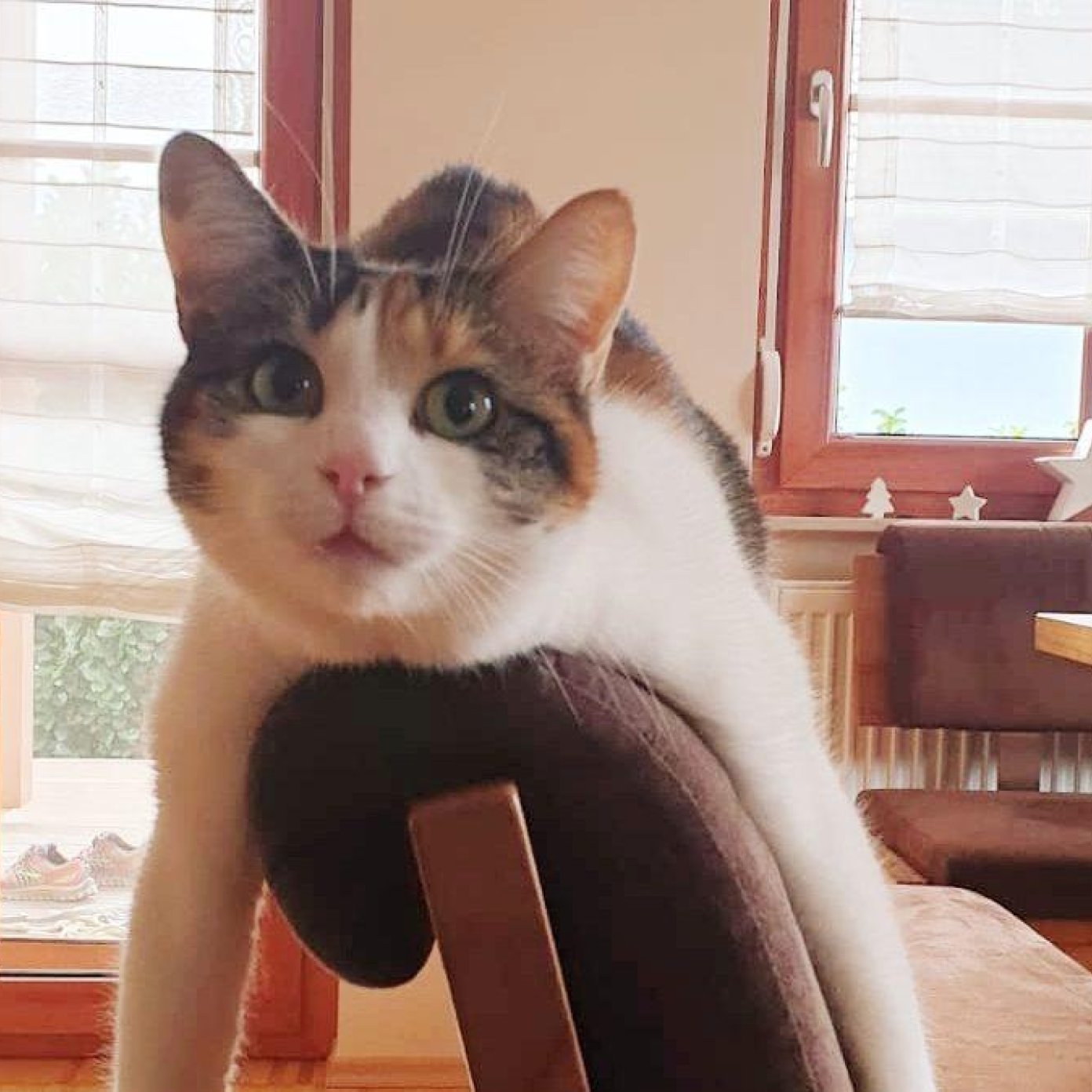 202211 kundenmeinung iris l herold noe