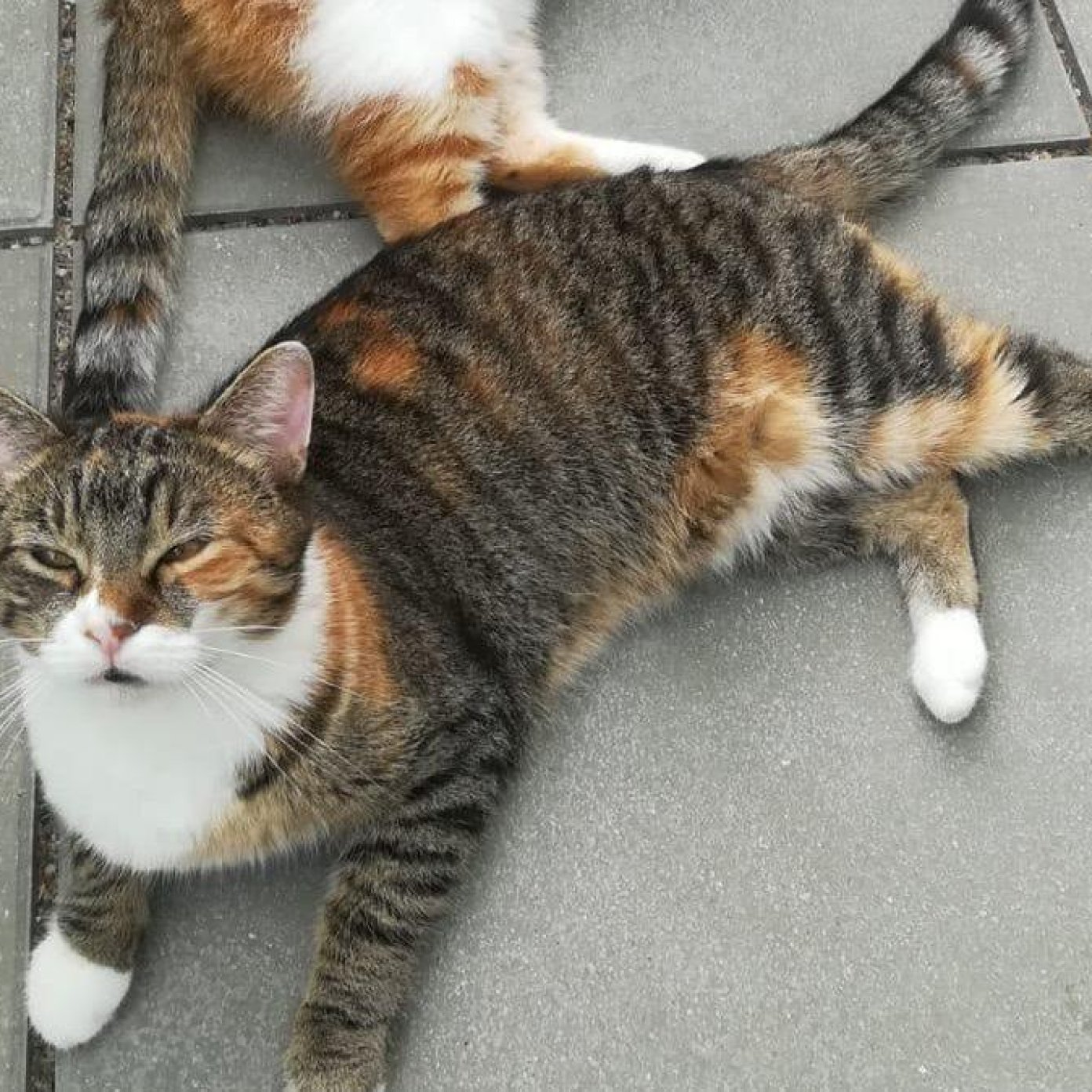 Kundenmeinung iris r