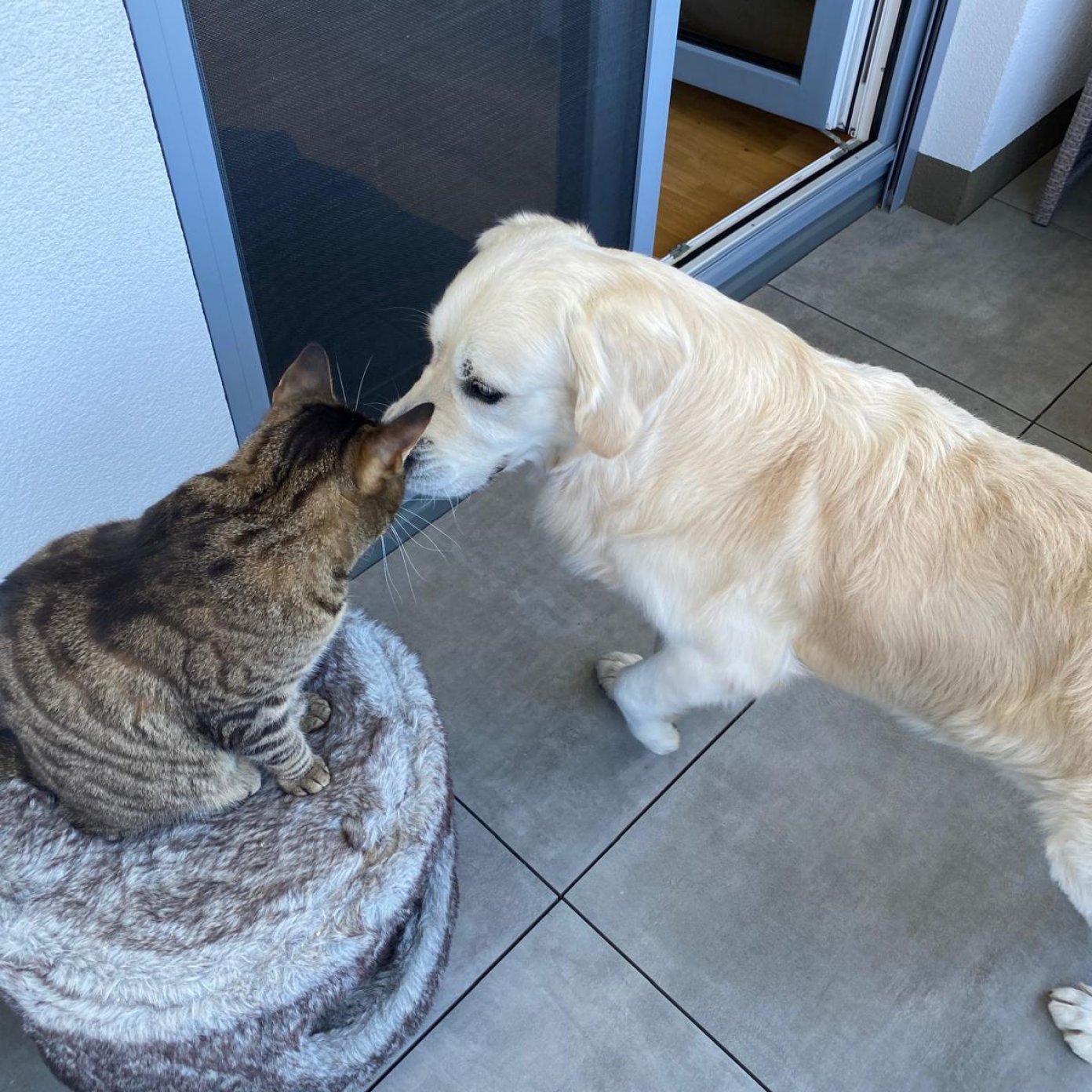 202405 kundenmeinung jessica s google noe