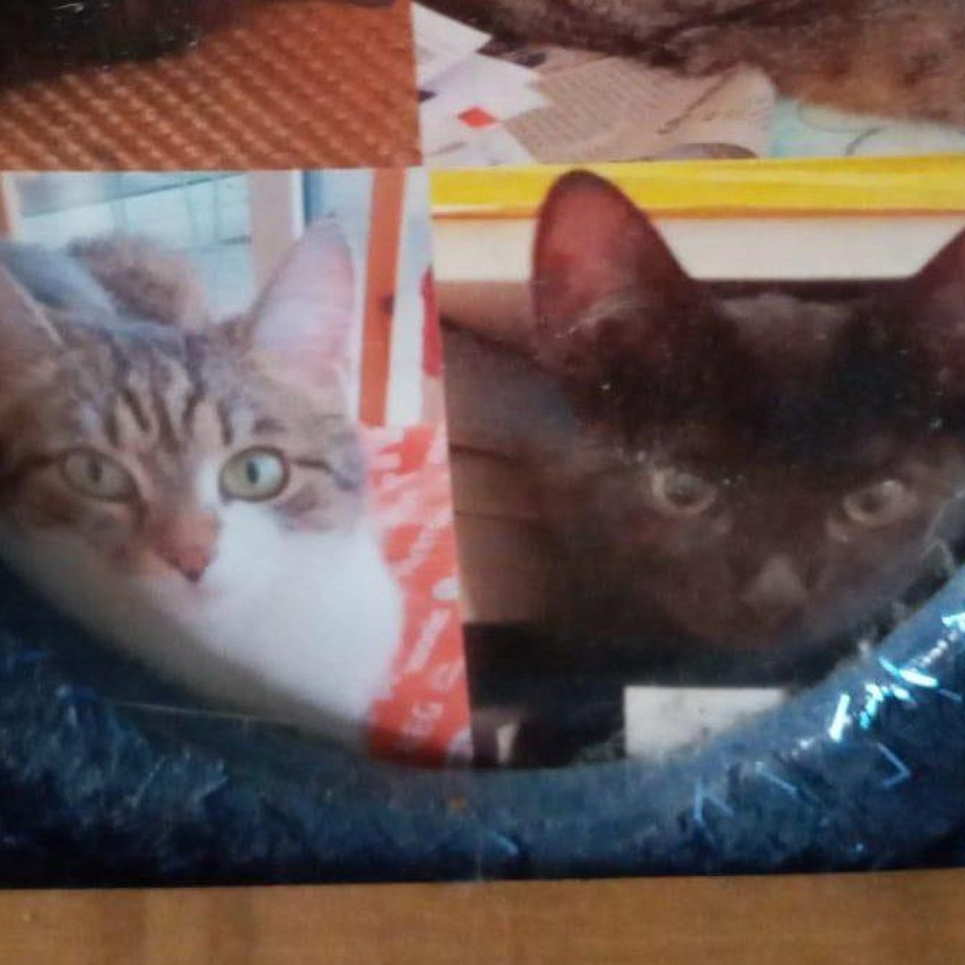 Kundenmeinung daniela h