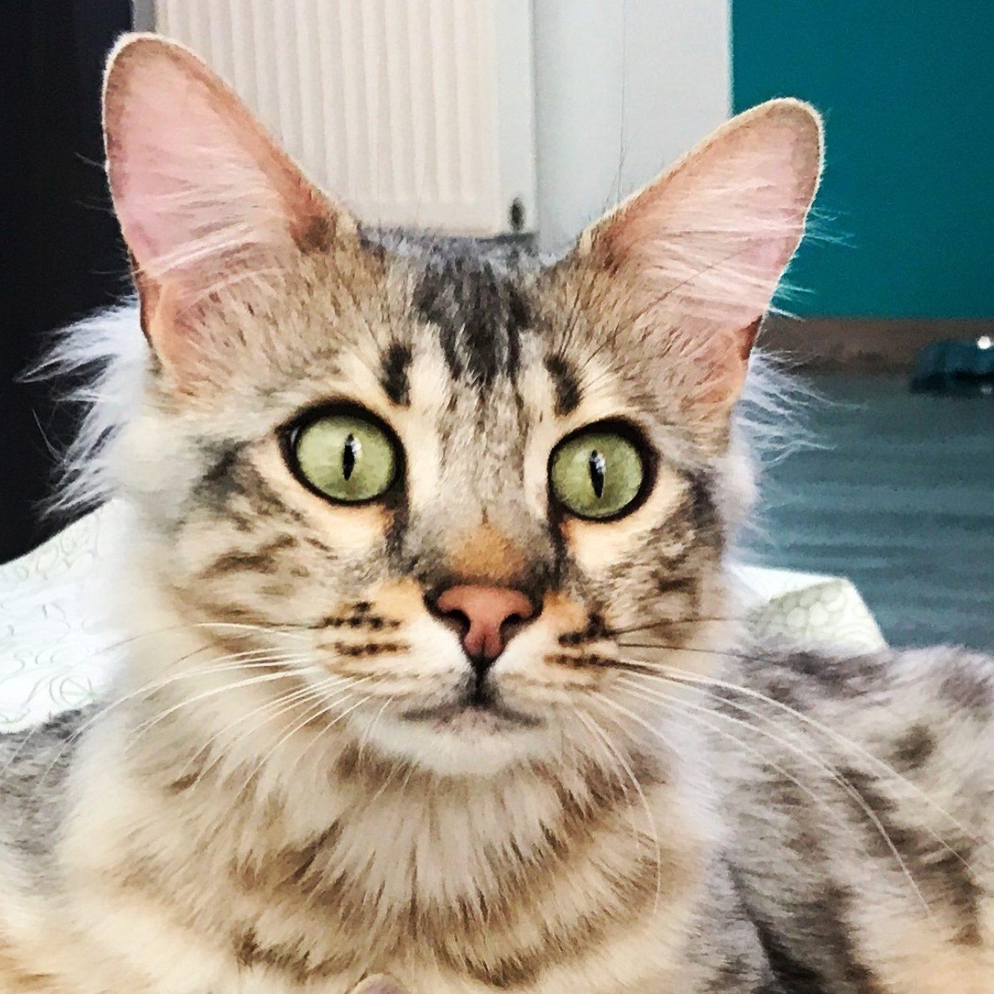 Kundenmeinung cornelia k