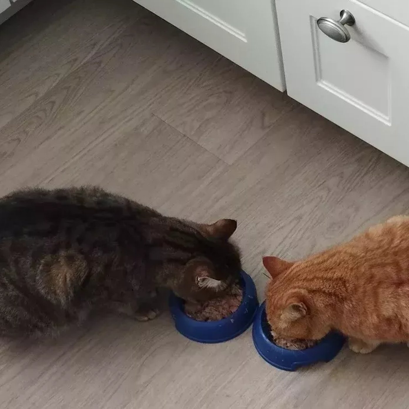 202501 kundenmeinung gina h noe google