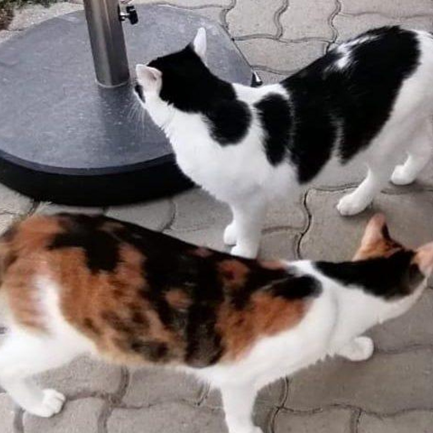 202409 kundenmeinung roland email noe