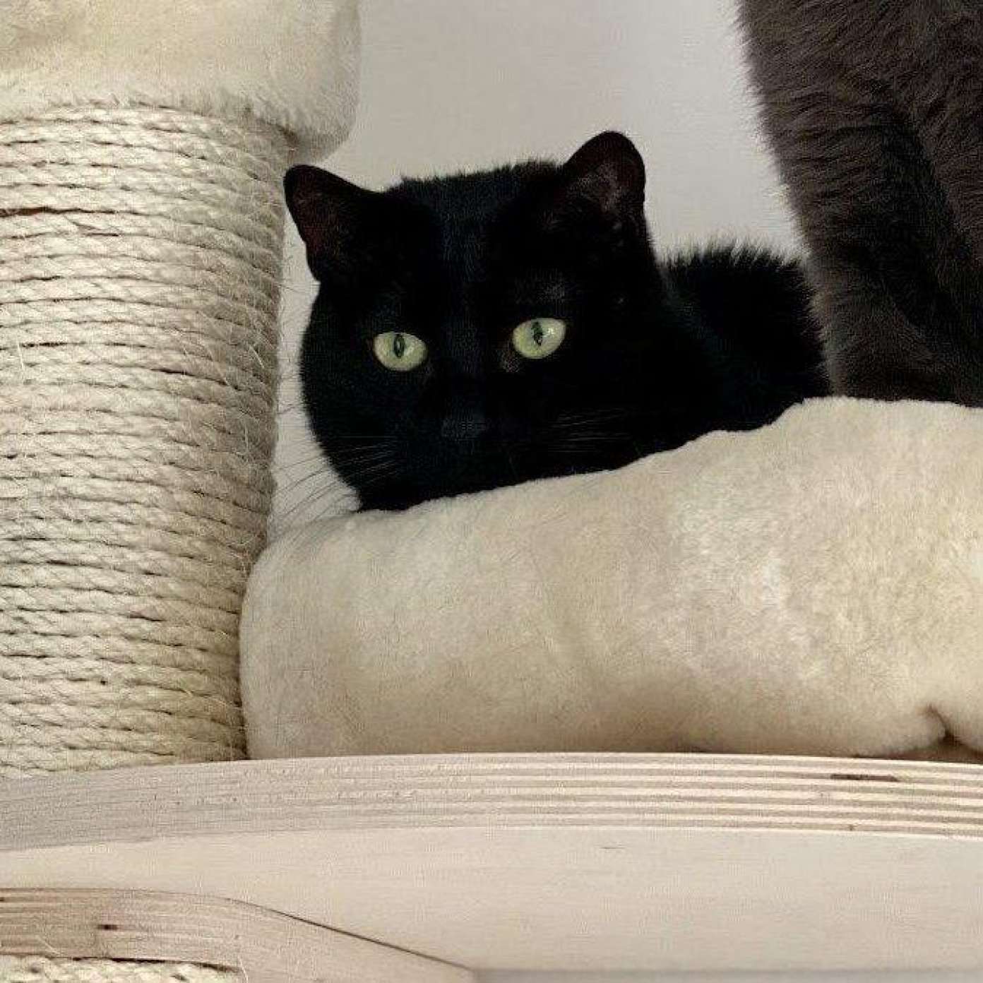 202309 kundenmeinung hannah s wien google