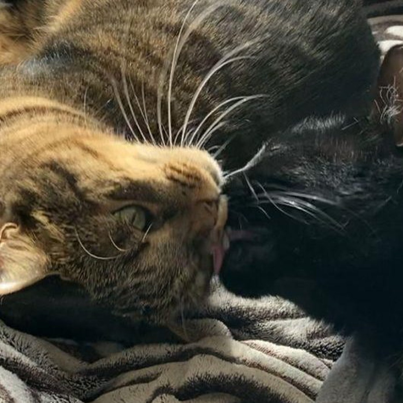 202306 kundenmeinung bettina b noe whatsapp