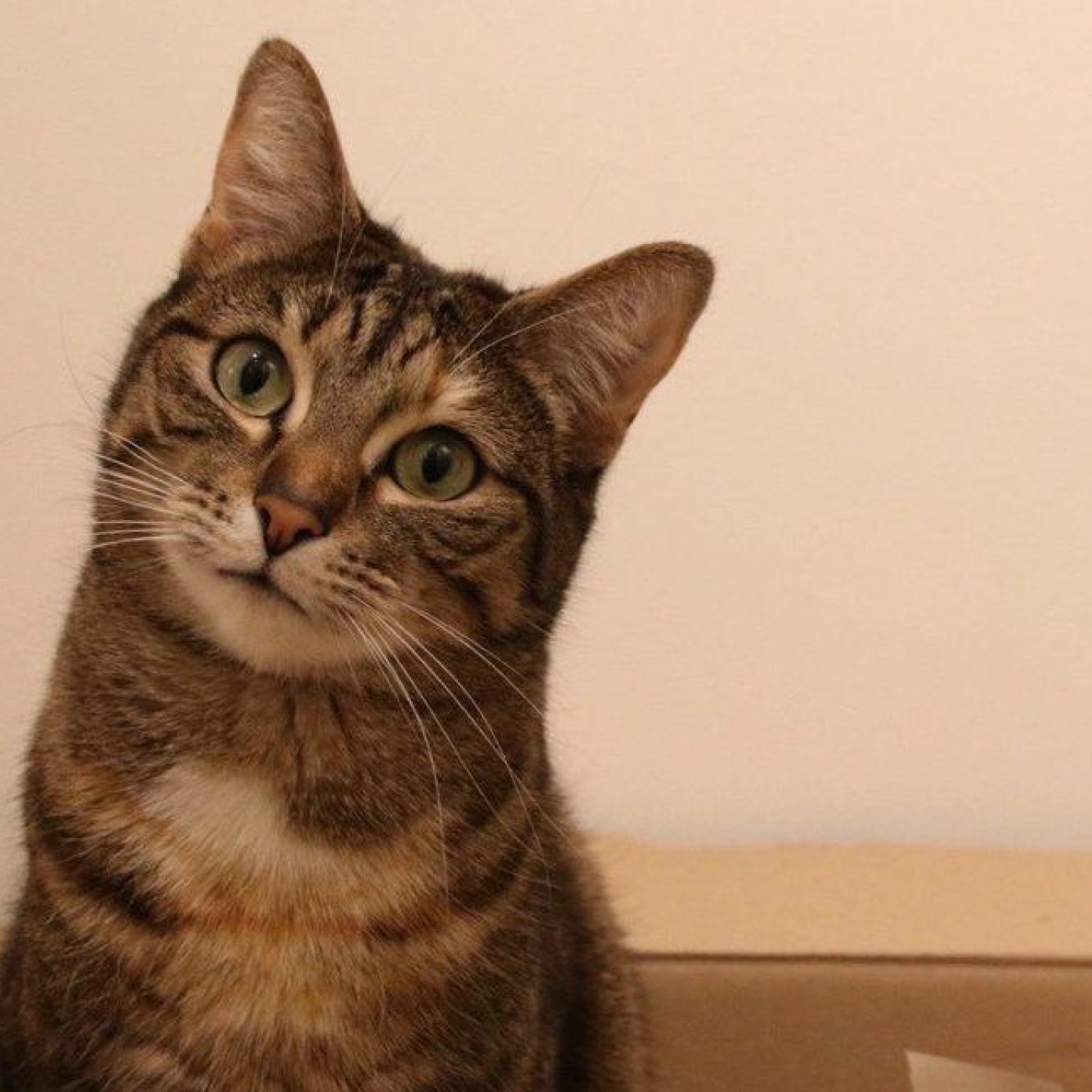 202208 kundenmeinung nasim n herold deutschland