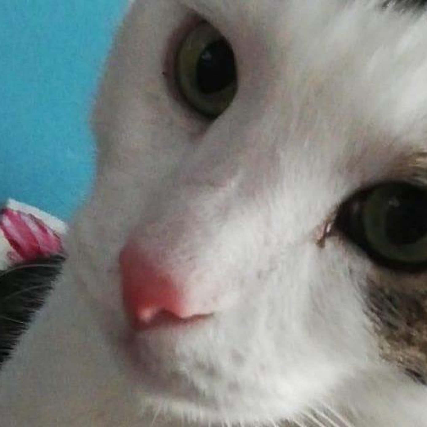 202106 kundenmeinung lisa h google wien