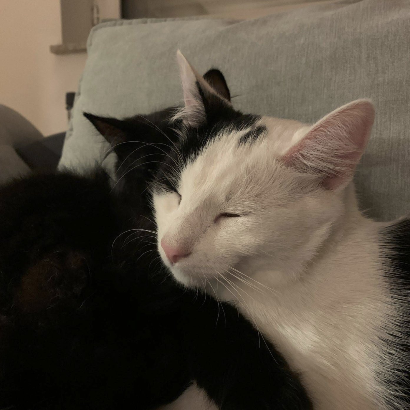 202509 kundenmeinung alexander weiser google