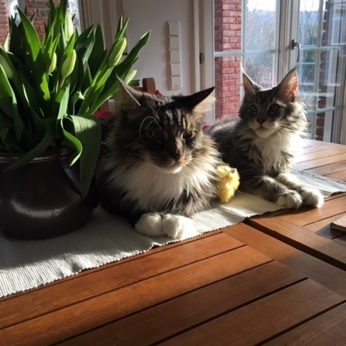 Kundenmeinung coonies