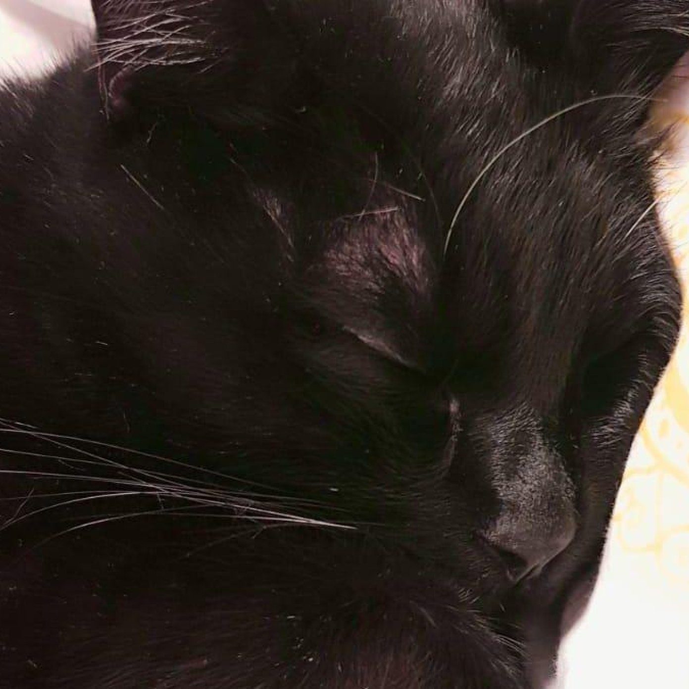 Kundenmeinung carina k noe herold