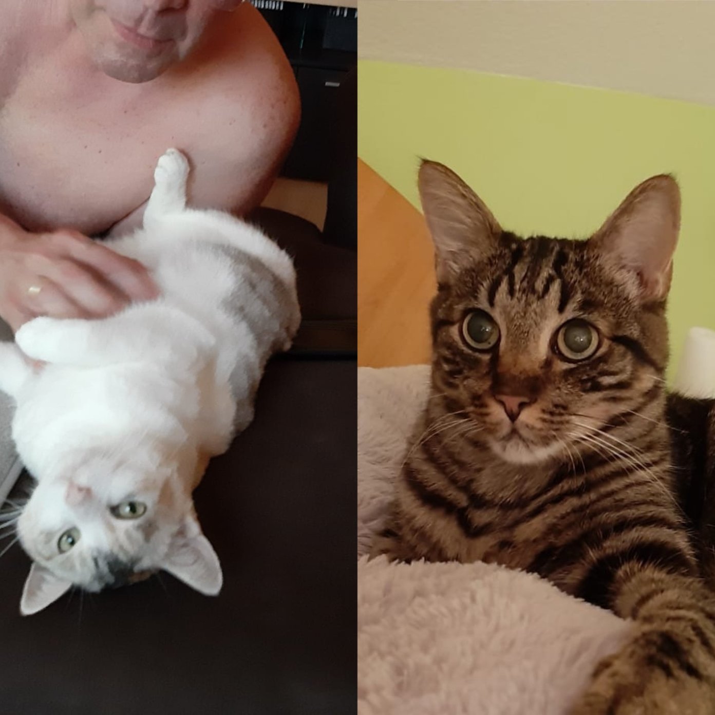 Kundenmeinung familie pollak