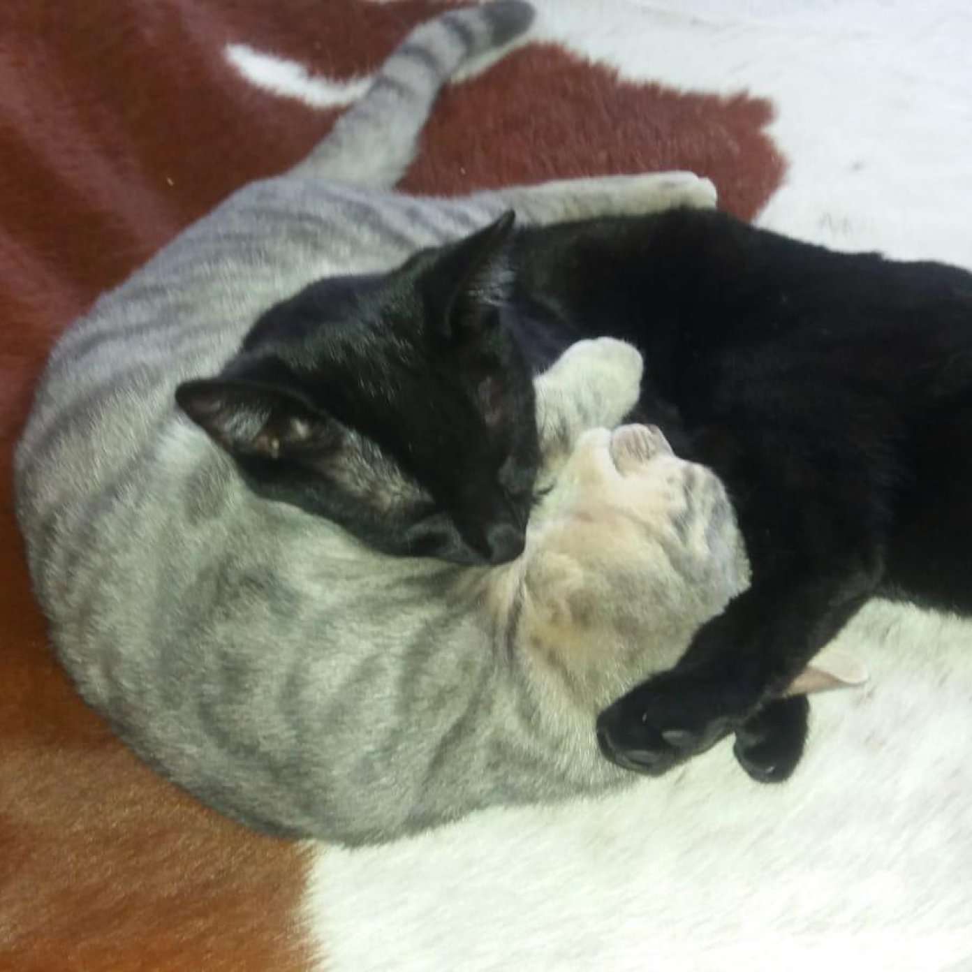 Kundenmeinung gabriele h