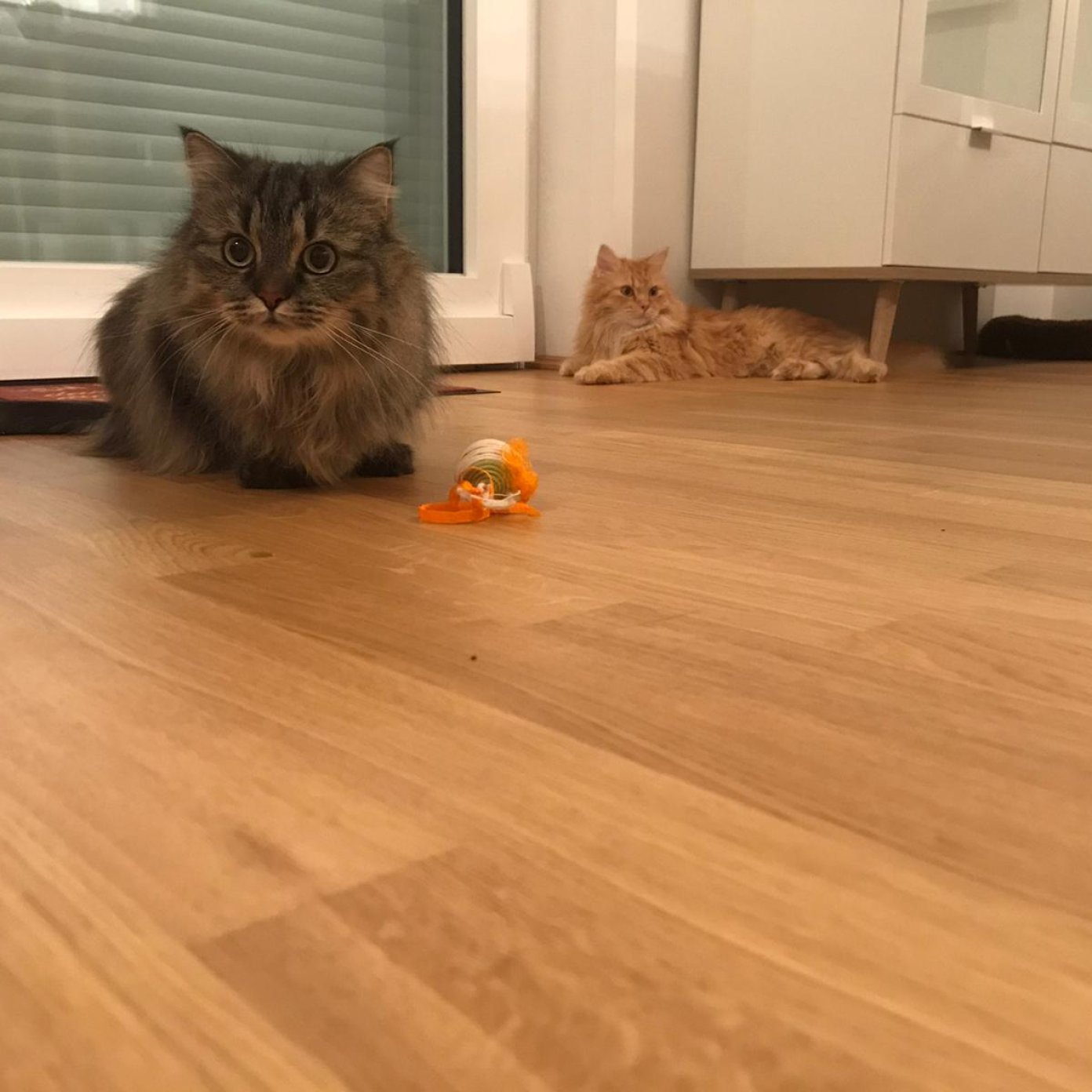 Kundenmeinung julia s