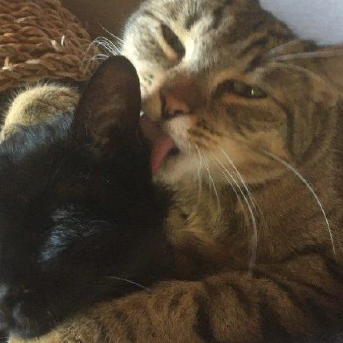 Kundenmeinung lisa b