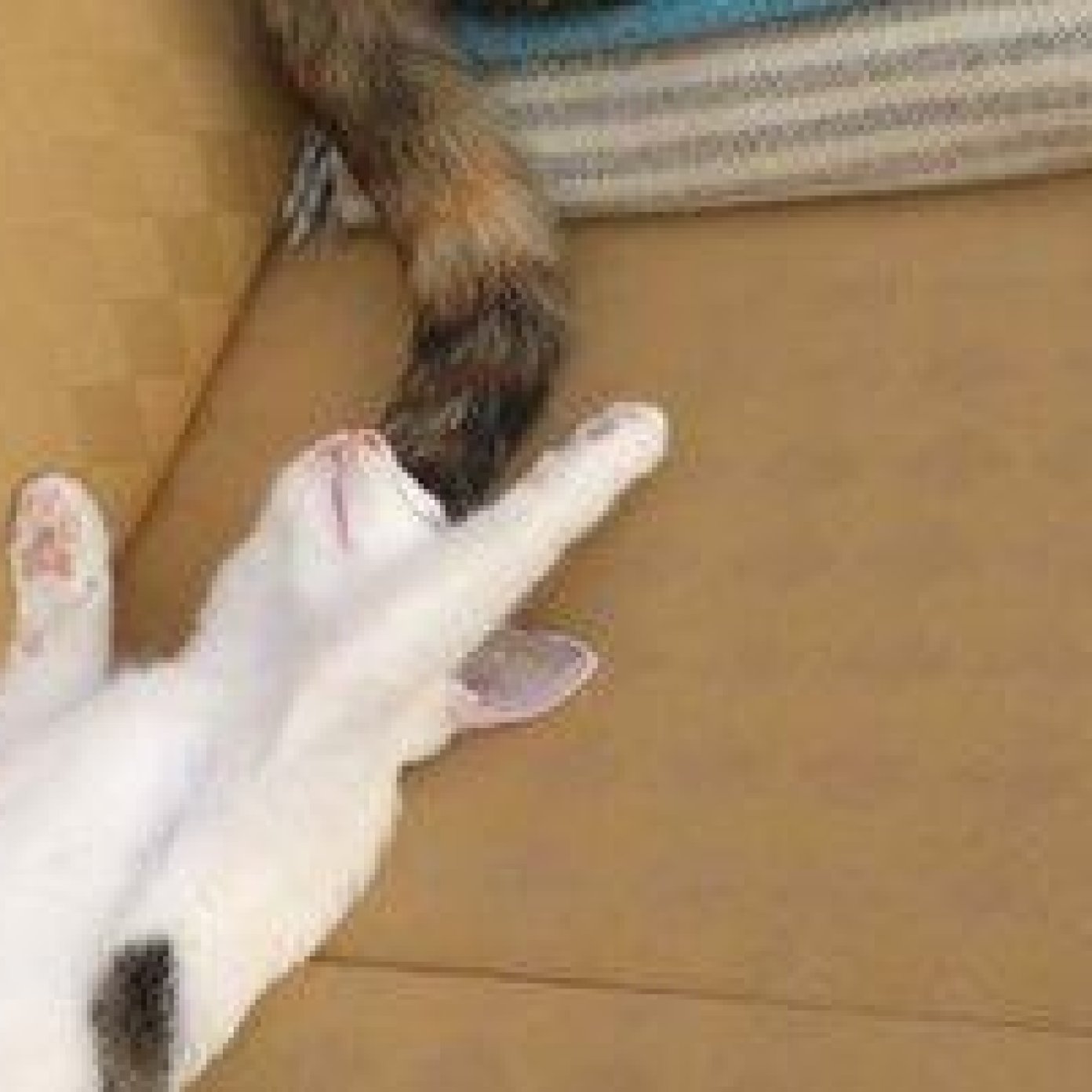 Kundenmeinung sonja g noe mail